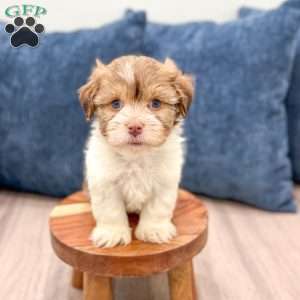 Harry, Havanese Puppy